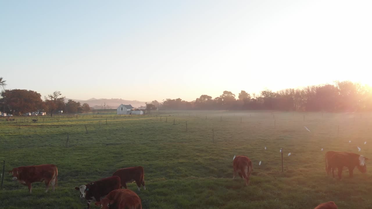 Plano de estabelecimento de manhã cedo de uma fazenda exuberante com vacas