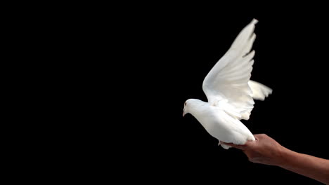 Dove-flying-on-black-background