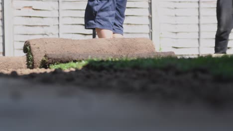 men flattening out freshly laid turf at home in the back garden