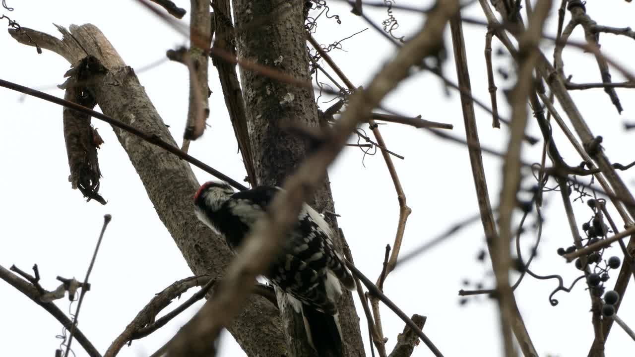 Wild Downy Woodpecker Bird Hammering A Tree In A Forest