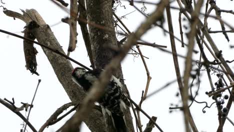 wild downy woodpecker bird hammering a tree in a forest