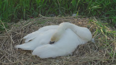 Slow-motion view of a white swan sitting on a nest