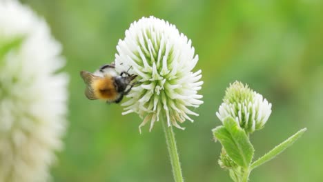 bumblebee collects flower nectar at sunny day. bumble bee in macro shot in slow motion