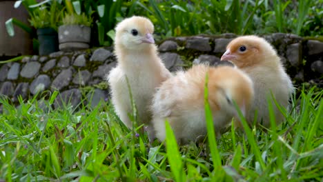 Gelbe-Küken-Gehen-Auf-Augenhöhe-In-Richtung-Kamera,-Picken-Gras