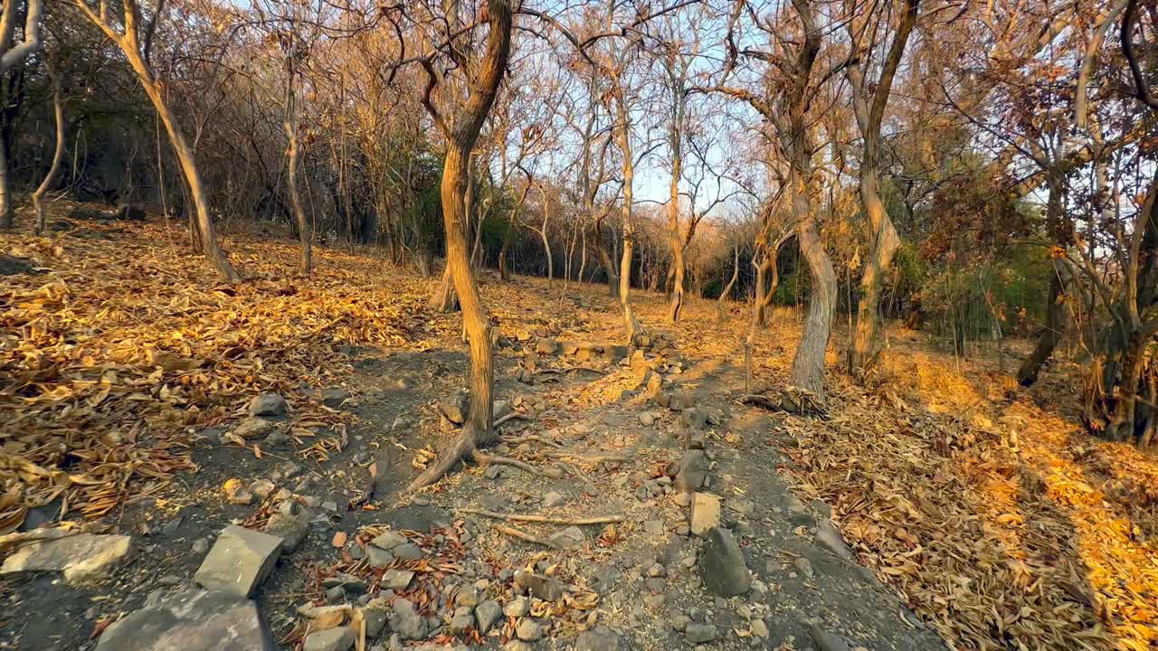 코마 섬의 하이킹 트레일에서 저녁 빛에 는 것. - lake malawi