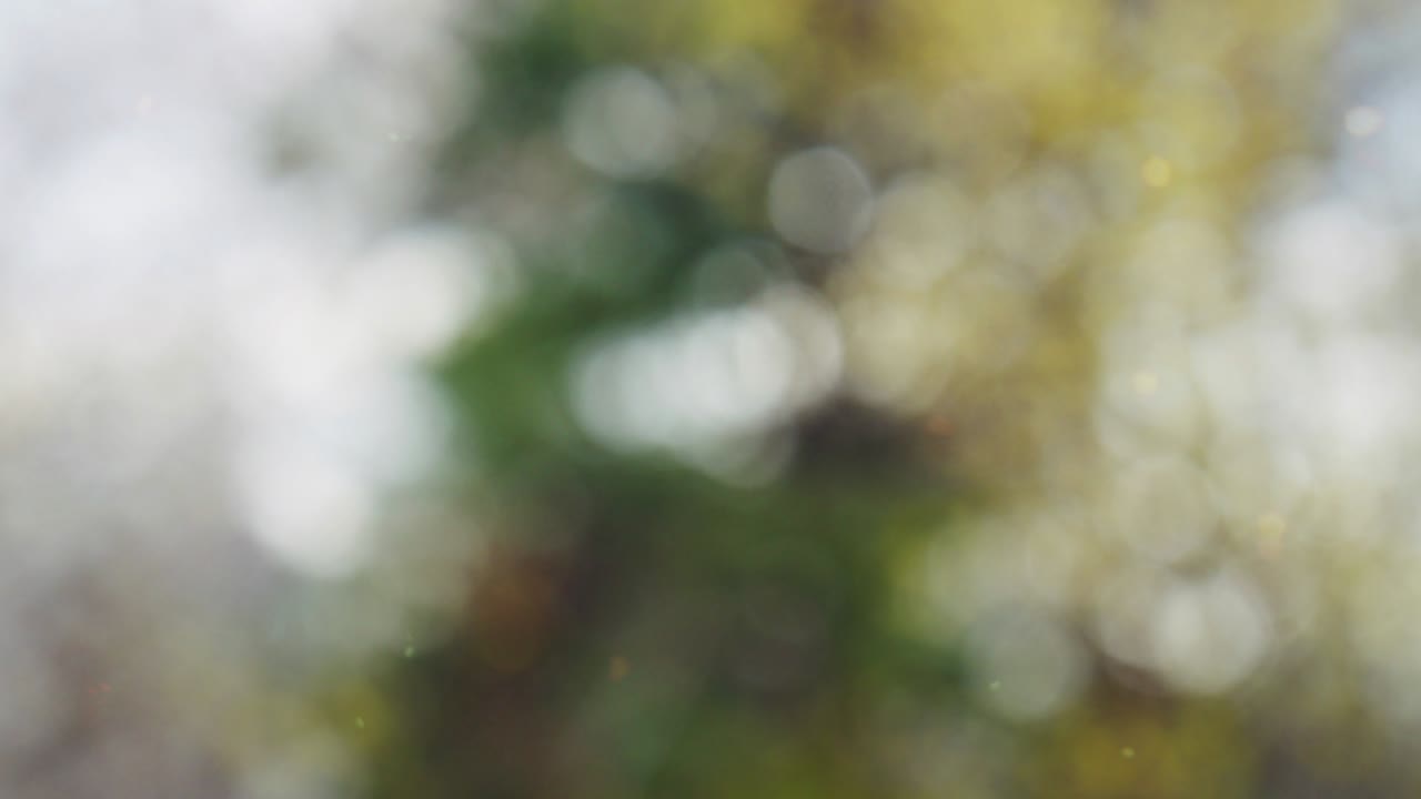 추상적인 숲 보케 모션 배경