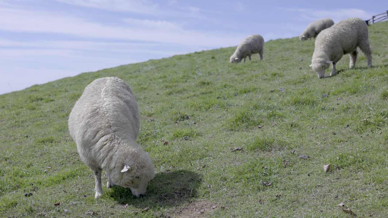 A sheep eating grass under the beautiful blue sky at fall