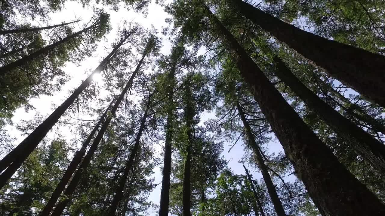 Forest trees low angle moving walking gimbal dolly POV shot sunlight lens flare