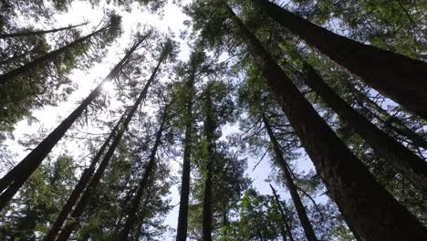 Forest-trees-low-angle-moving-walking-gimbal-dolly-POV-shot-sunlight-lens-flare