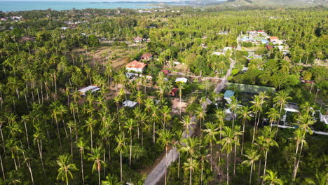 untouched wilderness in koh samui; palm trees everywhere