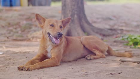 Roter-Hund,-Der-Unter-Dem-Baum-Schläft-Und-Sein-Haus-Bewacht