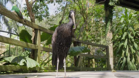 black african openbill standing tall and looking directly into the camera, captured at ground level