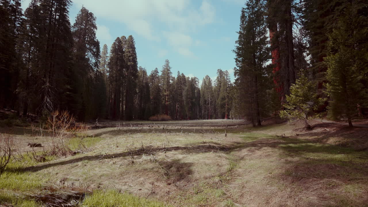 Redwood Forest Clearing
