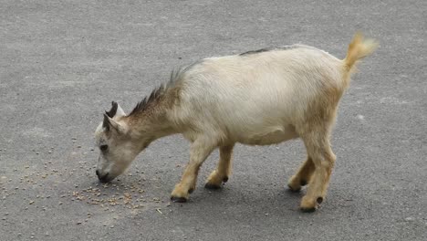 goat eating on the road