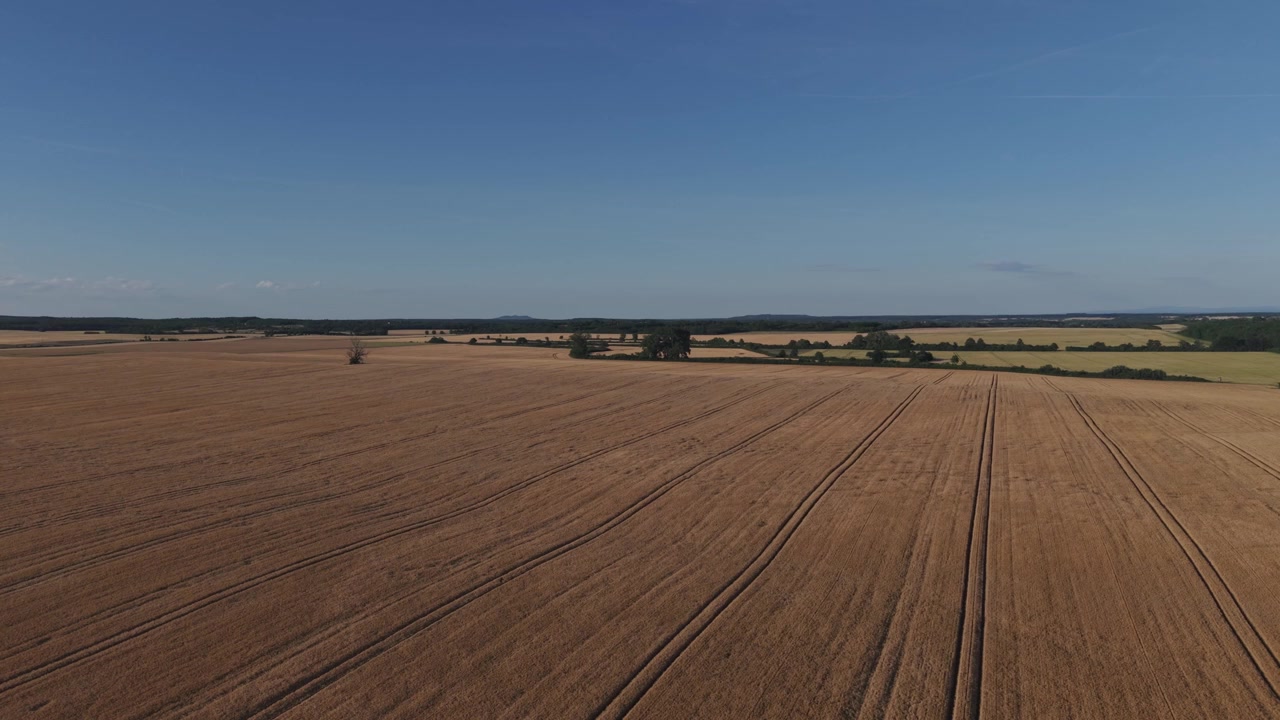 Eine Panorama-Luftaufnahme eines riesigen Weizenfeldes, das sich über die ländliche Landschaft erstreckt. Goldenes Ackerland mit sichtbaren Traktorspuren kontrastiert mit dem klaren blauen Himmel.