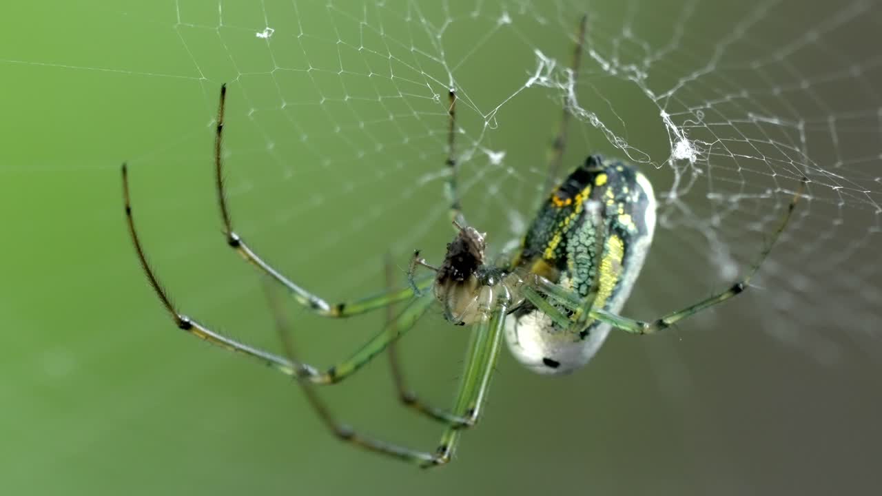 A Colorful Arachnid, the Orchard Spider, on a Web with a Green Bokeh Effect