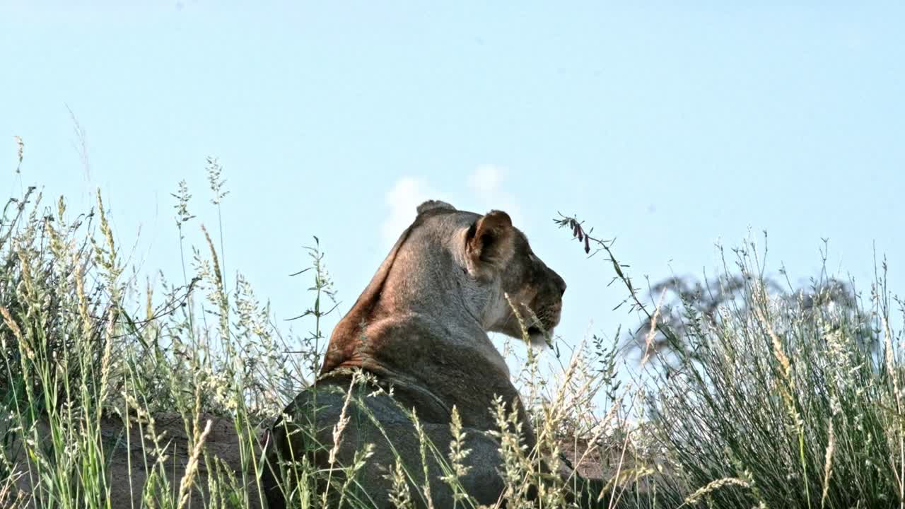 Lioness looking out into the distance with grass swaying in the wind