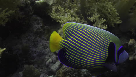 emperor angelfish between the coral reef of the red sea of egypt