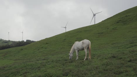 el caballo blanco come hierba con molinos de viento en el fondo de un día nublado