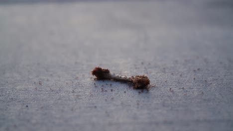 Another-angle-of-a-colony-of-red-ants-devouring-the-remains-of-a-mostly-eaten-chicken-leg-laying-on-the-surface-of-a-concrete-sidewalk