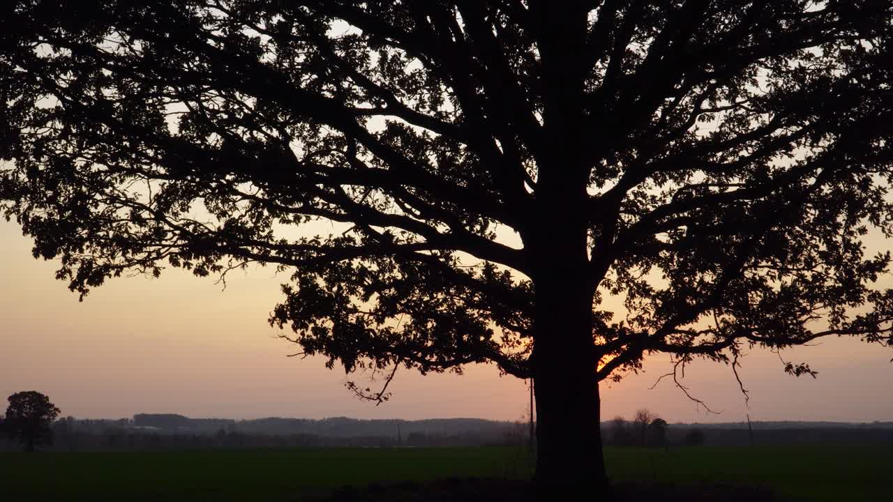 The large foliage of the big oak tree obscures the sunrise