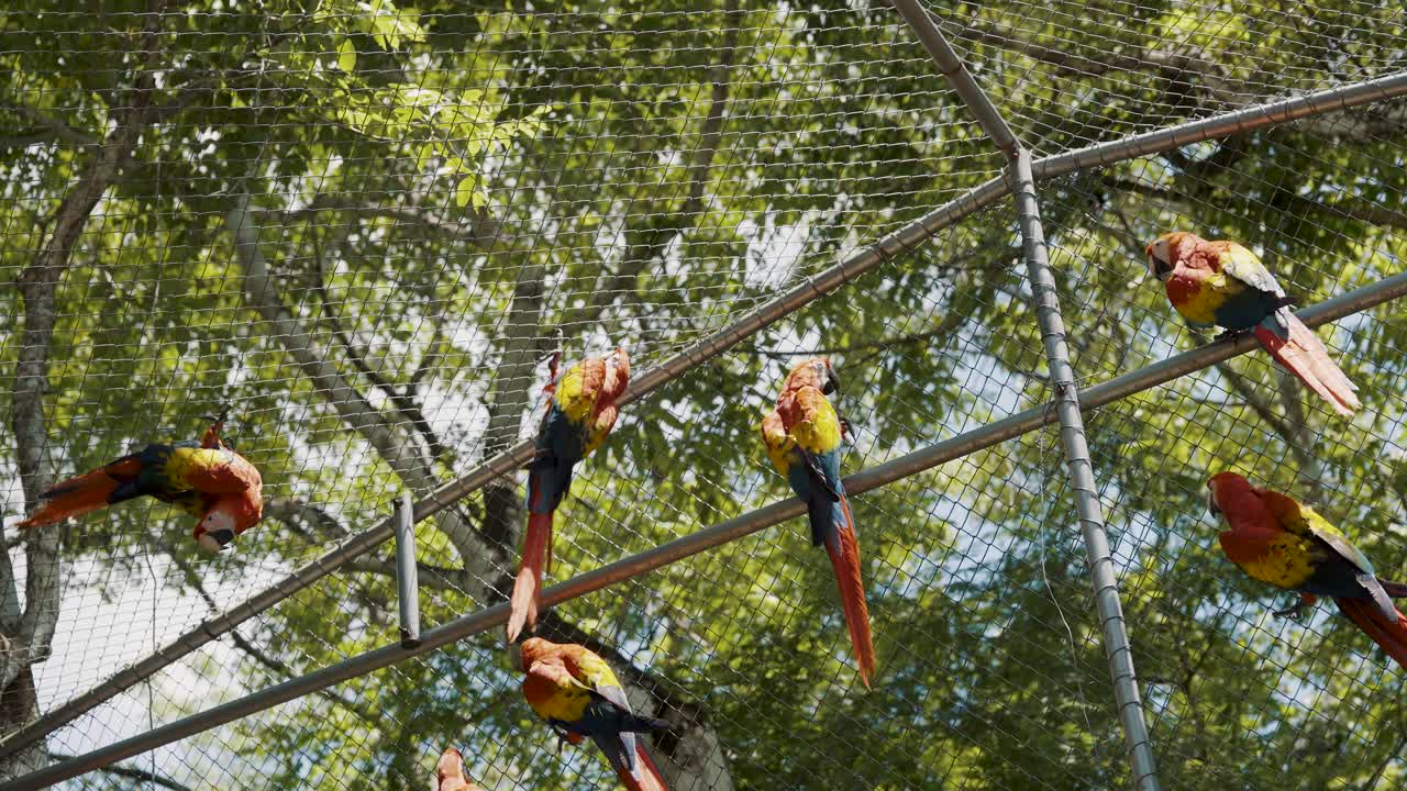 grupo de hermosos guacamayos rojos encaramados dentro de una jaula de zoológico