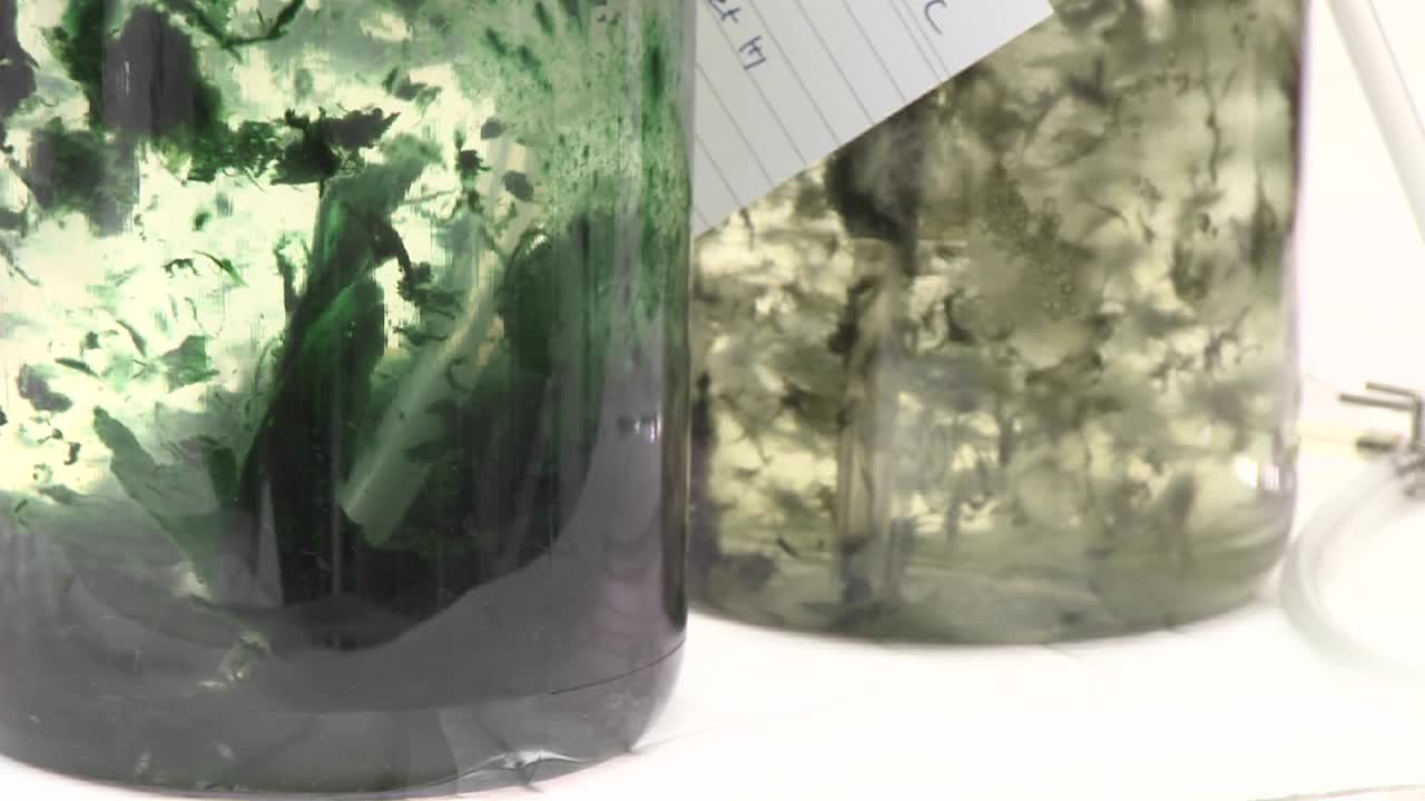 조류 플라스크 광생물 반응기에서 이산화탄소를 통해 통기로 움직이는 아름다운 조류 매트