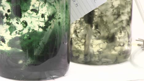 matraces de algas hermosos mantos de algas que se mueven con aireación a través de co2 en un fotobiorreactor