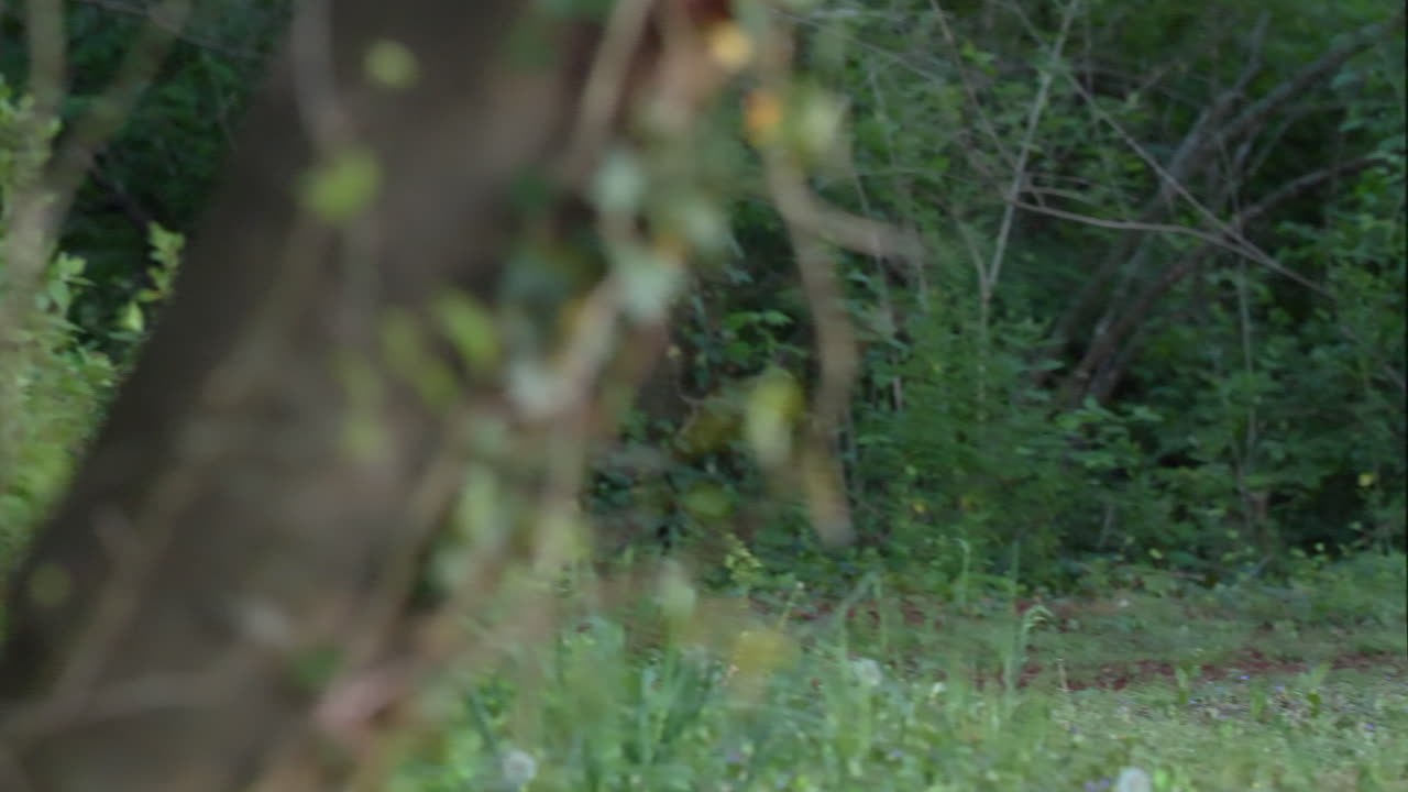 여우는 시골 환경에서 숲 속으로 뛰어들어 모피를 흔들고 도망친다