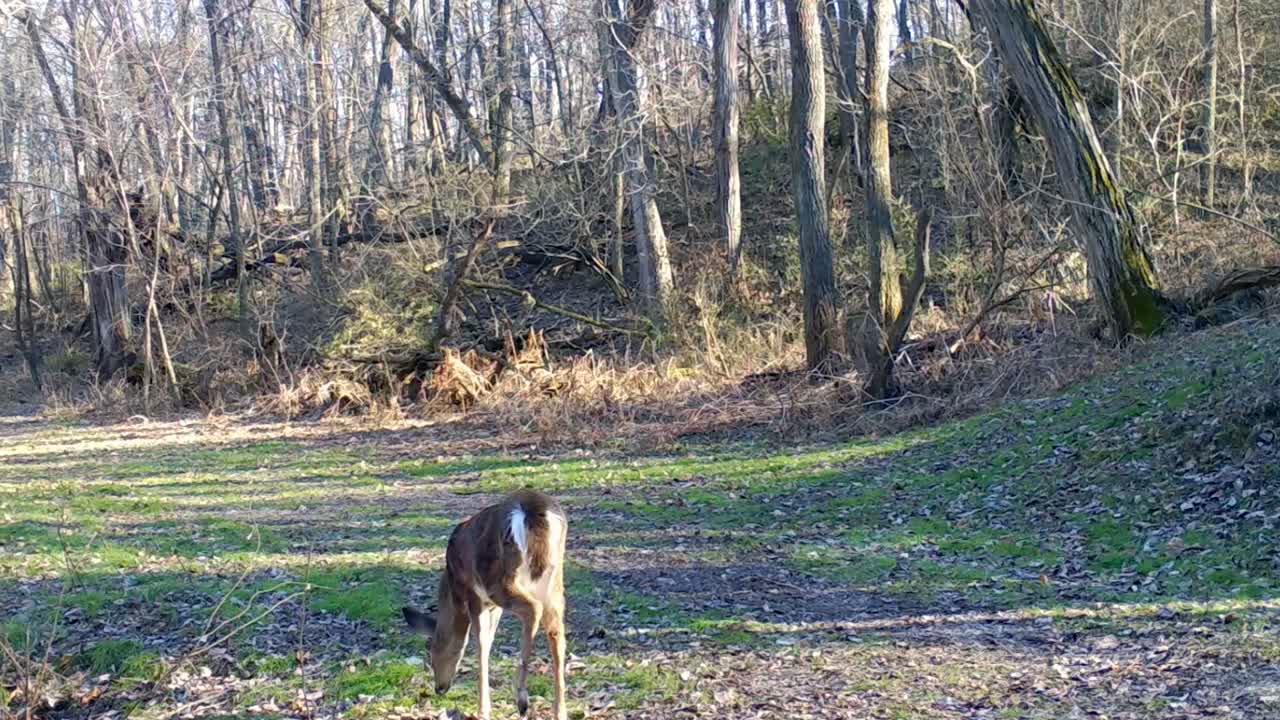 화이트테일 사슴은 초겨울에 미국 중서부의 숲 속 공터에서 게임 트레일을 따라 천천히 풀을 뜯고 있다