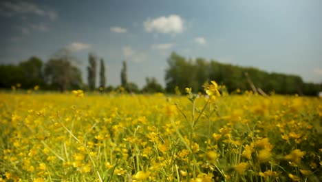 Vibrant-yellow-wildflowers-blanket-a-field-under-a-sunny-sky,-trees-in-the-background