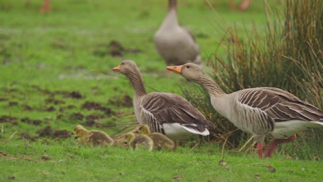 greylag geese flock with adorable fluffy goslings in grassy meadow