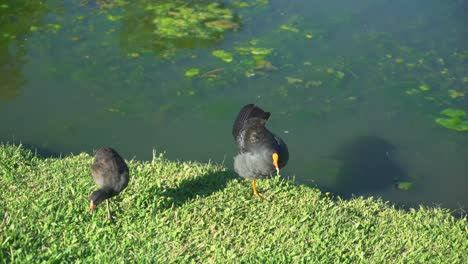 Aves-Acuáticas-Que-Buscan-Comida-En-La-Exuberante-Hierba-Verde-Junto-Al-Lago-Mientras-Entran-Y-Salen-En-Un-Día-Soleado