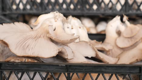 setas de ostras frescas en una caja de mercado