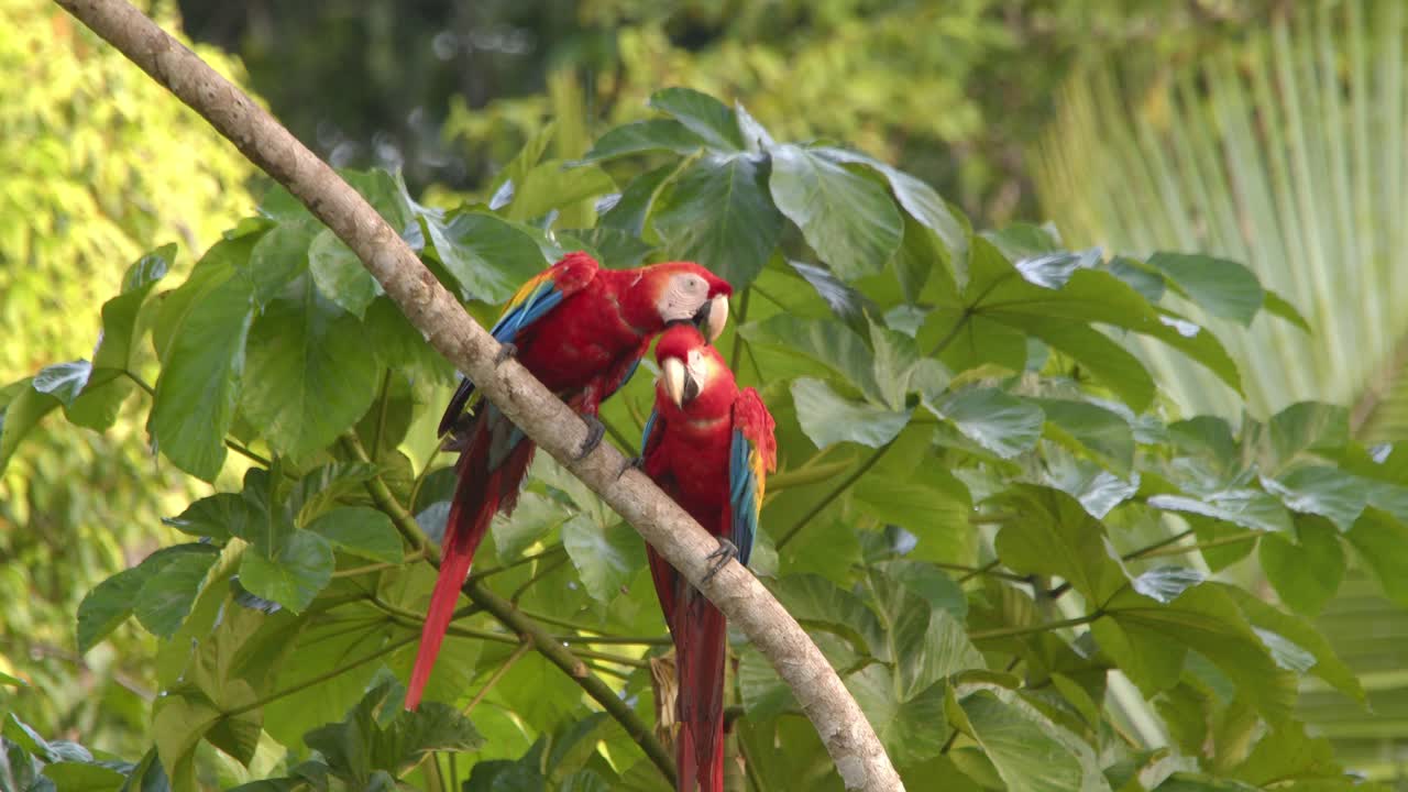 A vibrant Scarlet Macaw duo bonding through allopreening in the heart of the Peruvian rainforest.