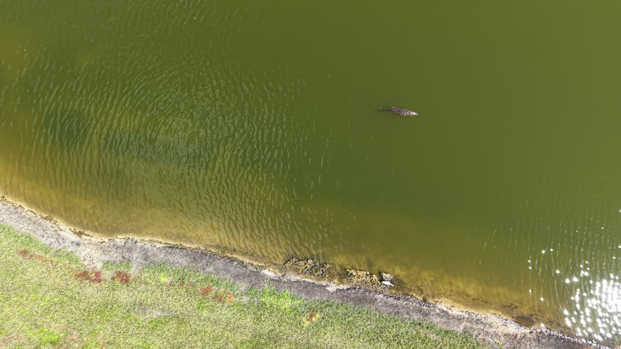 Drone view of an alligator swimming along the shore in The Villages, FL