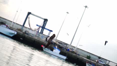 camera following a seagull flying in port seeking for fish food