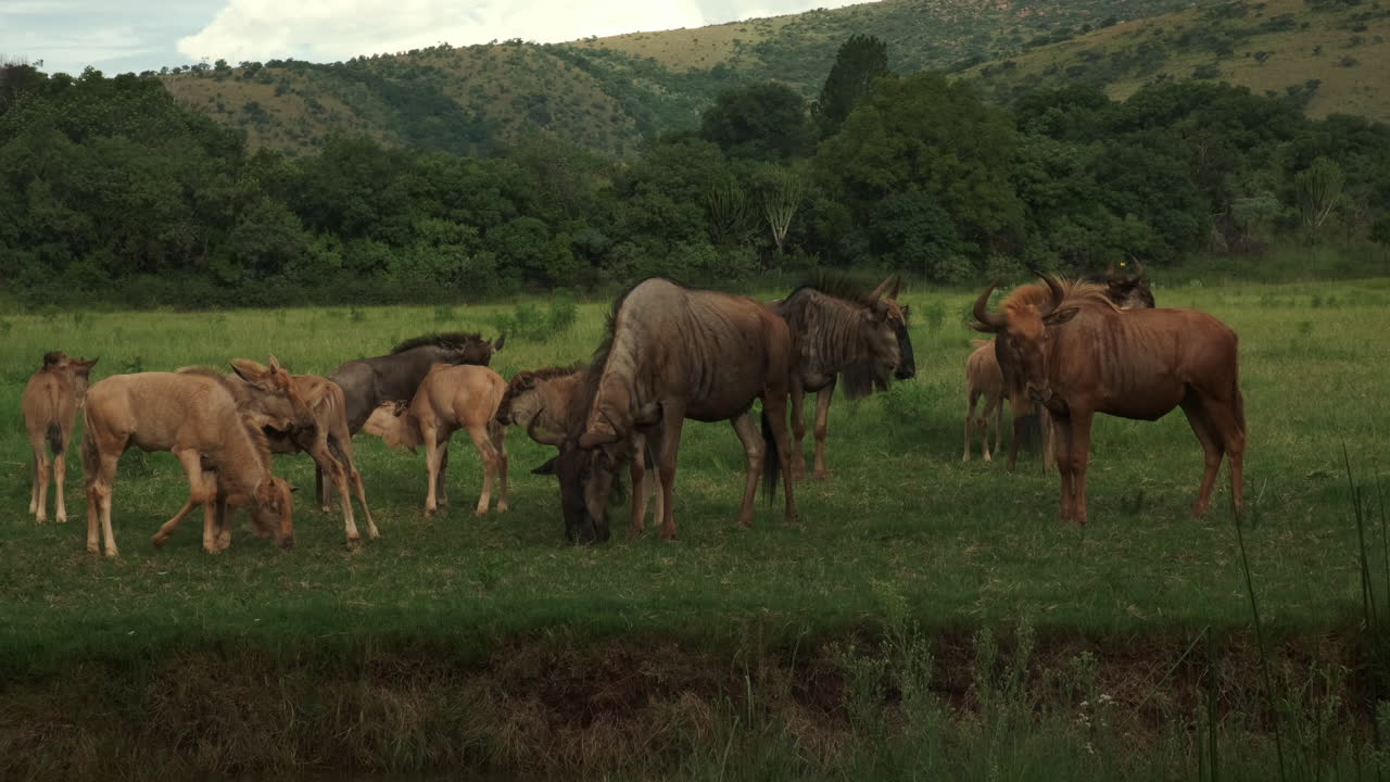 manada de ñus al aire libre pastizales pastando en pretoria sudáfrica safari desierto