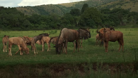 herd of wildebeest outdoors grassland grazing in pretoria south africa safari wilderness