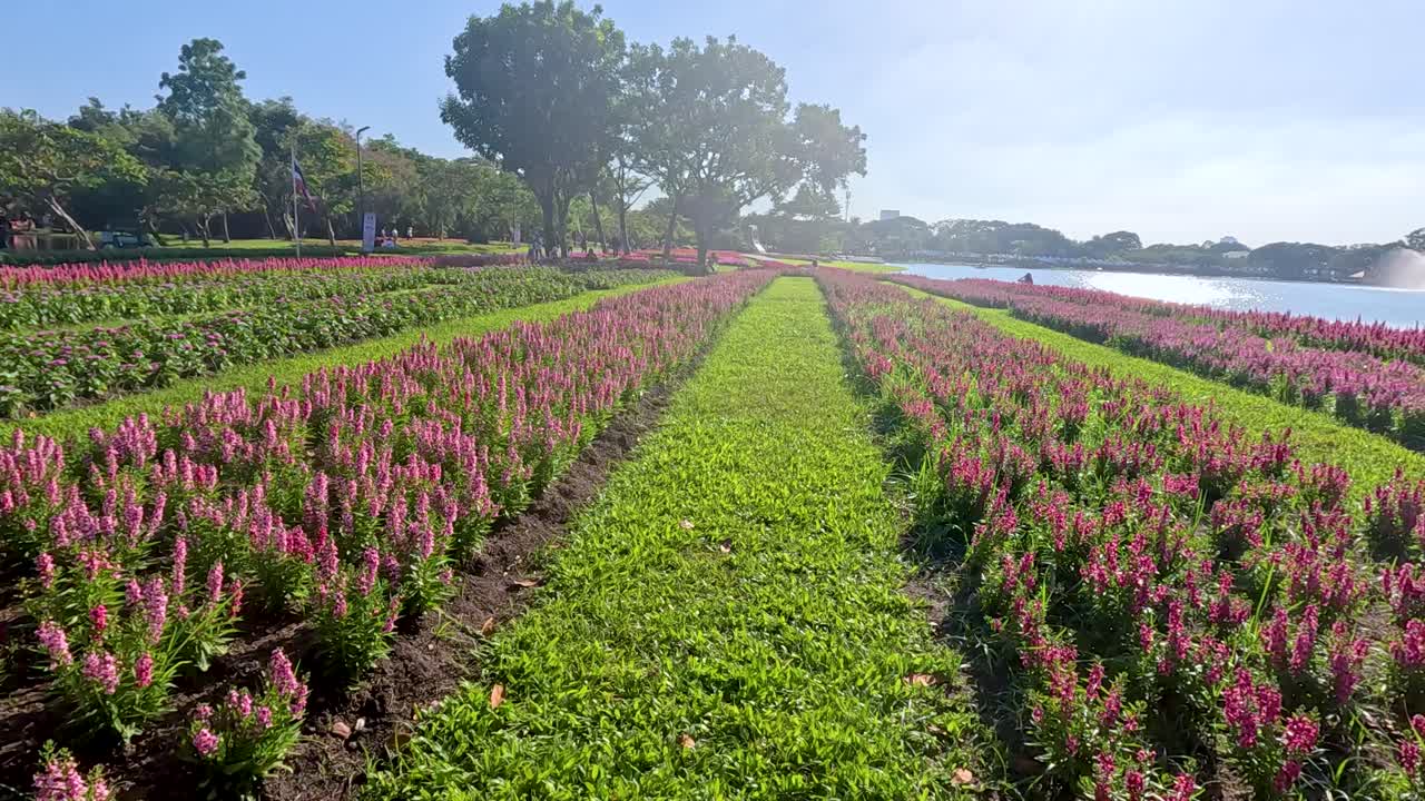 Vibrant flower rows in a sunlit park, showcasing lush greenery and colorful blooms under a clear blue sky