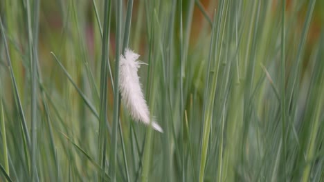 white feather get stuck between grass, close up