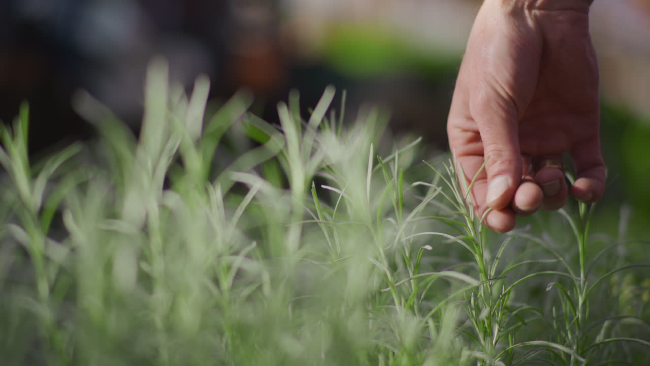 Farmer Tending Fresh Herbs in Greenhouse