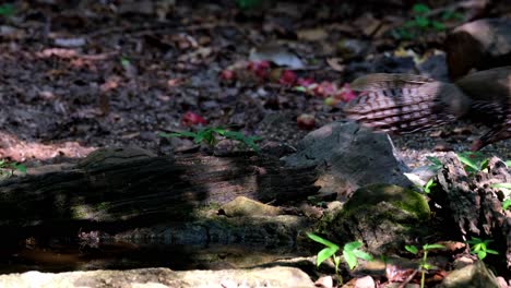 A-female-seen-going-away-from-a-waterhole-after-drinking-water,-Kalij-Pheasant-Lophura-leucomelanos,-Kaeng-Krachan-National-Park,-Thailand