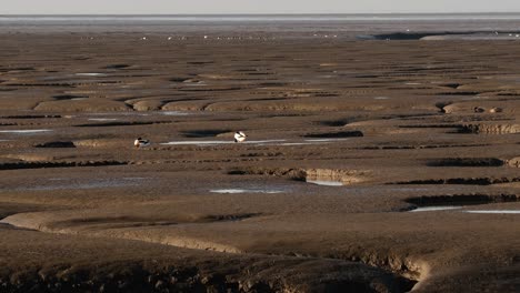 mud flats bird shell ducks the wash norfolk uk pattern copy space