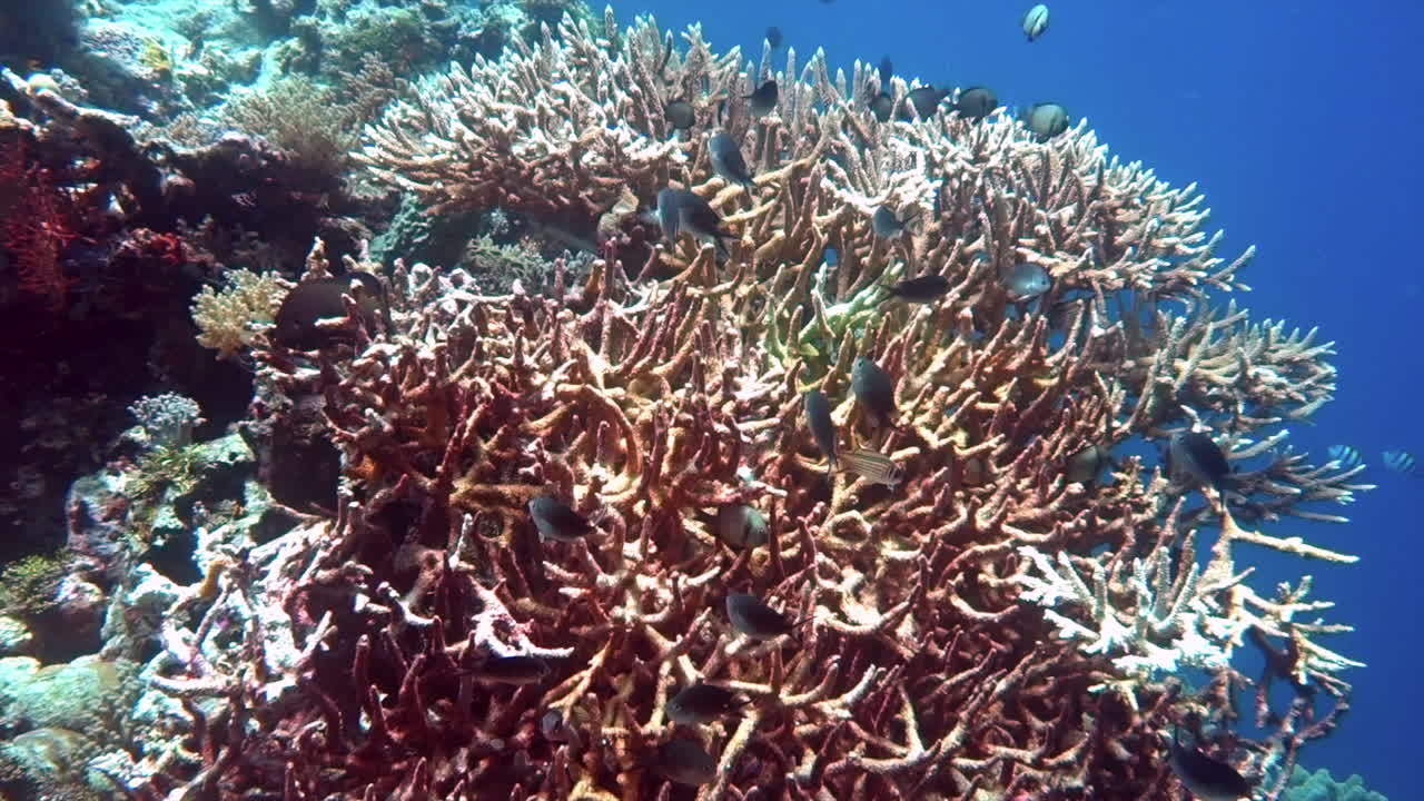 Reticulated dascyllus congregate around an acropora table coral.