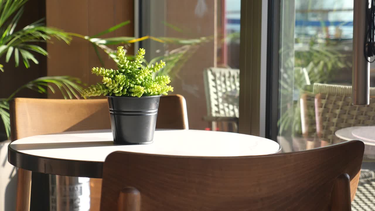 interior del café con una pequeña planta