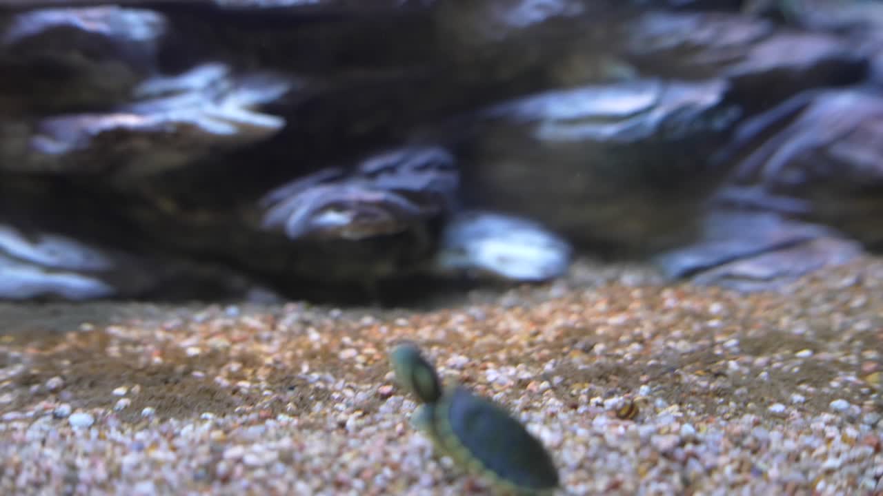 アクアリウムの小さなカメ