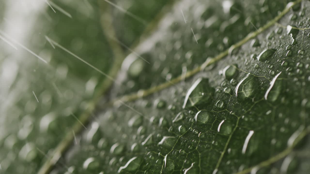 Micro video of close up of leaves and water drops with copy space