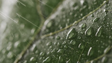 micro video of close up of leaves and water drops with copy space