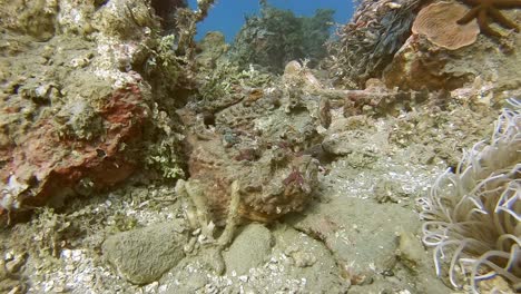 dos peces de piedra mortales se mezclan con su entorno
